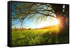 Tree on a Green Meadow at Sunset-Dudarev Mikhail-Framed Stretched Canvas