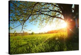 Tree on a Green Meadow at Sunset-Dudarev Mikhail-Stretched Canvas