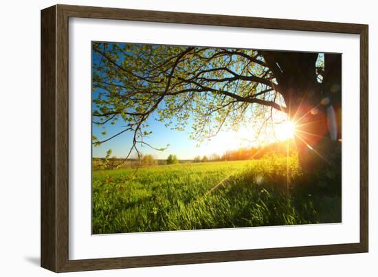 Tree on a Green Meadow at Sunset-Dudarev Mikhail-Framed Photographic Print