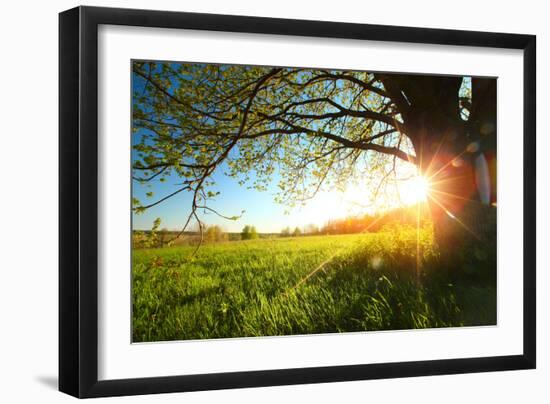 Tree on a Green Meadow at Sunset-Dudarev Mikhail-Framed Photographic Print