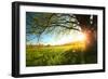 Tree on a Green Meadow at Sunset-Dudarev Mikhail-Framed Photographic Print