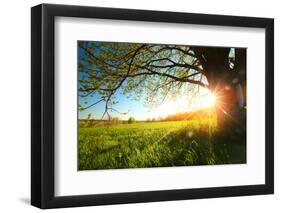 Tree on a Green Meadow at Sunset-Dudarev Mikhail-Framed Photographic Print