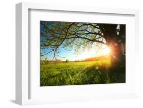 Tree on a Green Meadow at Sunset-Dudarev Mikhail-Framed Photographic Print