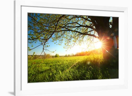 Tree on a Green Meadow at Sunset-Dudarev Mikhail-Framed Photographic Print