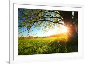 Tree on a Green Meadow at Sunset-Dudarev Mikhail-Framed Photographic Print