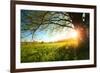 Tree on a Green Meadow at Sunset-Dudarev Mikhail-Framed Photographic Print