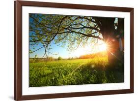 Tree on a Green Meadow at Sunset-Dudarev Mikhail-Framed Photographic Print