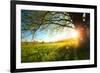 Tree on a Green Meadow at Sunset-Dudarev Mikhail-Framed Photographic Print