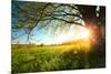 Tree on a Green Meadow at Sunset-Dudarev Mikhail-Mounted Photographic Print