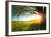 Tree on a Green Meadow at Sunset-Dudarev Mikhail-Framed Photographic Print