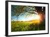 Tree on a Green Meadow at Sunset-Dudarev Mikhail-Framed Photographic Print