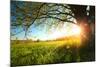 Tree on a Green Meadow at Sunset-Dudarev Mikhail-Mounted Photographic Print