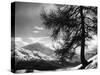 Tree on Alpine Slopes of Winter Resort. Peak in Background in Piz Corvatsch-Alfred Eisenstaedt-Stretched Canvas