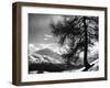 Tree on Alpine Slopes of Winter Resort. Peak in Background in Piz Corvatsch-Alfred Eisenstaedt-Framed Photographic Print