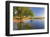 Tree on Beach, Peenestrom, Usedom, Mecklenburg-Western Pomerania, Germany-null-Framed Art Print