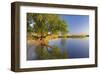 Tree on Beach, Peenestrom, Usedom, Mecklenburg-Western Pomerania, Germany-null-Framed Art Print