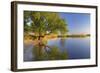 Tree on Beach, Peenestrom, Usedom, Mecklenburg-Western Pomerania, Germany-null-Framed Art Print