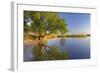 Tree on Beach, Peenestrom, Usedom, Mecklenburg-Western Pomerania, Germany-null-Framed Art Print