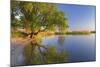 Tree on Beach, Peenestrom, Usedom, Mecklenburg-Western Pomerania, Germany-null-Mounted Art Print