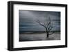 Tree on Botany Bay-Robert Lott-Framed Art Print