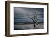 Tree on Botany Bay-Robert Lott-Framed Art Print