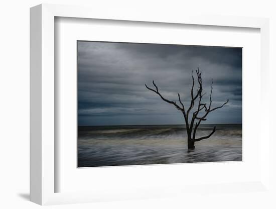 Tree on Botany Bay-Robert Lott-Framed Art Print