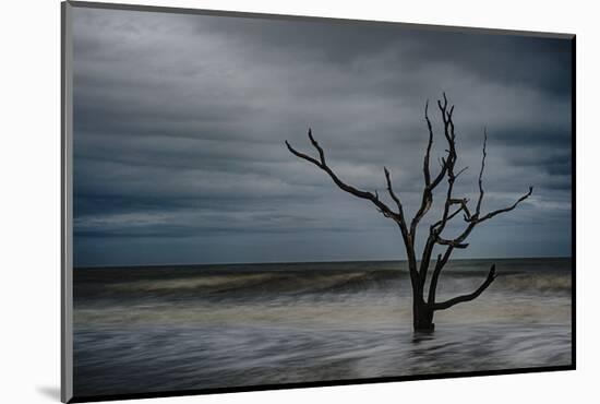 Tree on Botany Bay-Robert Lott-Mounted Art Print