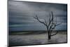 Tree on Botany Bay-Robert Lott-Mounted Art Print