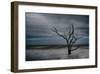 Tree on Botany Bay-Robert Lott-Framed Giclee Print