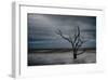 Tree on Botany Bay-Robert Lott-Framed Giclee Print