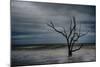 Tree on Botany Bay-Robert Lott-Mounted Giclee Print