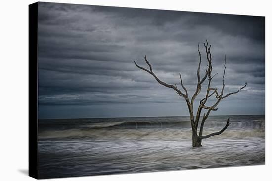 Tree on Botany Bay-Robert Lott-Stretched Canvas