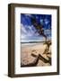 Tree on Carmel Beach, California-George Oze-Framed Photographic Print