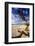 Tree on Carmel Beach, California-George Oze-Framed Photographic Print