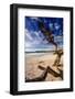 Tree on Carmel Beach, California-George Oze-Framed Photographic Print