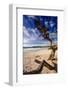 Tree on Carmel Beach, California-George Oze-Framed Photographic Print