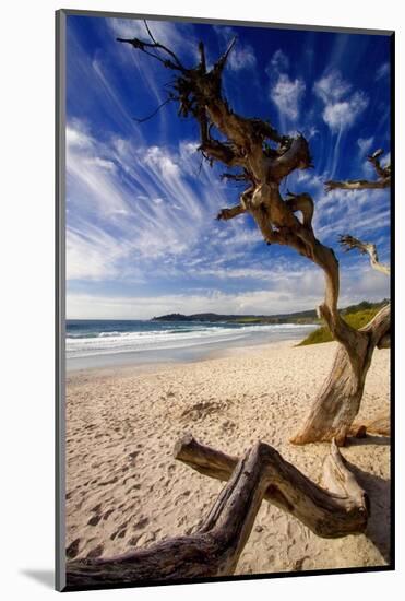 Tree on Carmel Beach, California-George Oze-Mounted Photographic Print