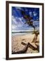 Tree on Carmel Beach, California-George Oze-Framed Photographic Print