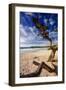 Tree on Carmel Beach, California-George Oze-Framed Photographic Print