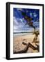 Tree on Carmel Beach, California-George Oze-Framed Photographic Print