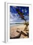 Tree on Carmel Beach, California-George Oze-Framed Photographic Print