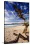 Tree on Carmel Beach, California-George Oze-Stretched Canvas
