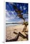 Tree on Carmel Beach, California-George Oze-Framed Photographic Print