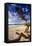 Tree on Carmel Beach, California-George Oze-Framed Stretched Canvas