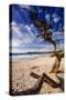 Tree on Carmel Beach, California-George Oze-Stretched Canvas