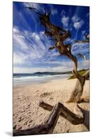 Tree on Carmel Beach, California-George Oze-Mounted Premium Photographic Print
