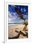 Tree on Carmel Beach, California-George Oze-Framed Premium Photographic Print