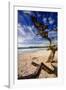 Tree on Carmel Beach, California-George Oze-Framed Photographic Print