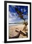 Tree on Carmel Beach, California-George Oze-Framed Photographic Print