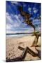 Tree on Carmel Beach, California-George Oze-Mounted Photographic Print